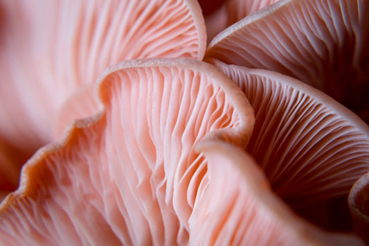 Cogumelos: o poder desses superfoods - KOTE skincare